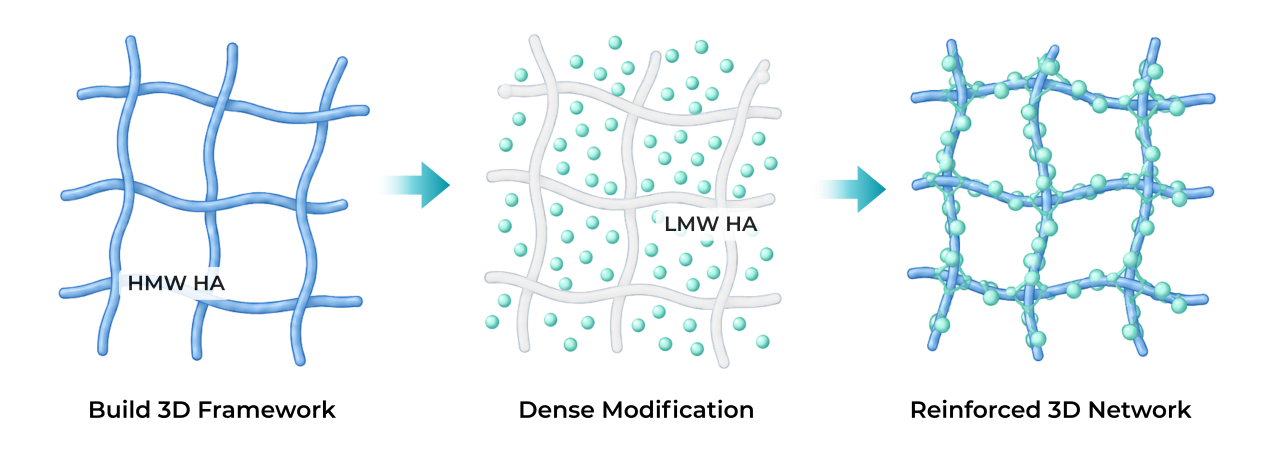 Illustration of high- and low-molecular-weight hyaluronic acid forming a graded cross-linked gel network
