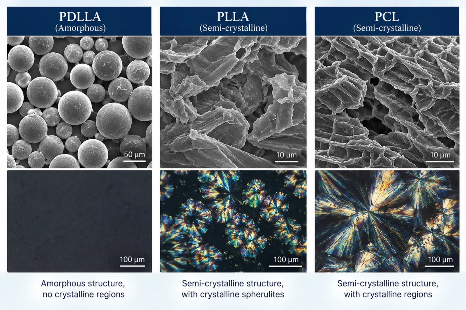 Microscopy comparison of amorphous PDLLA microspheres with semi-crystalline PLLA and PCL