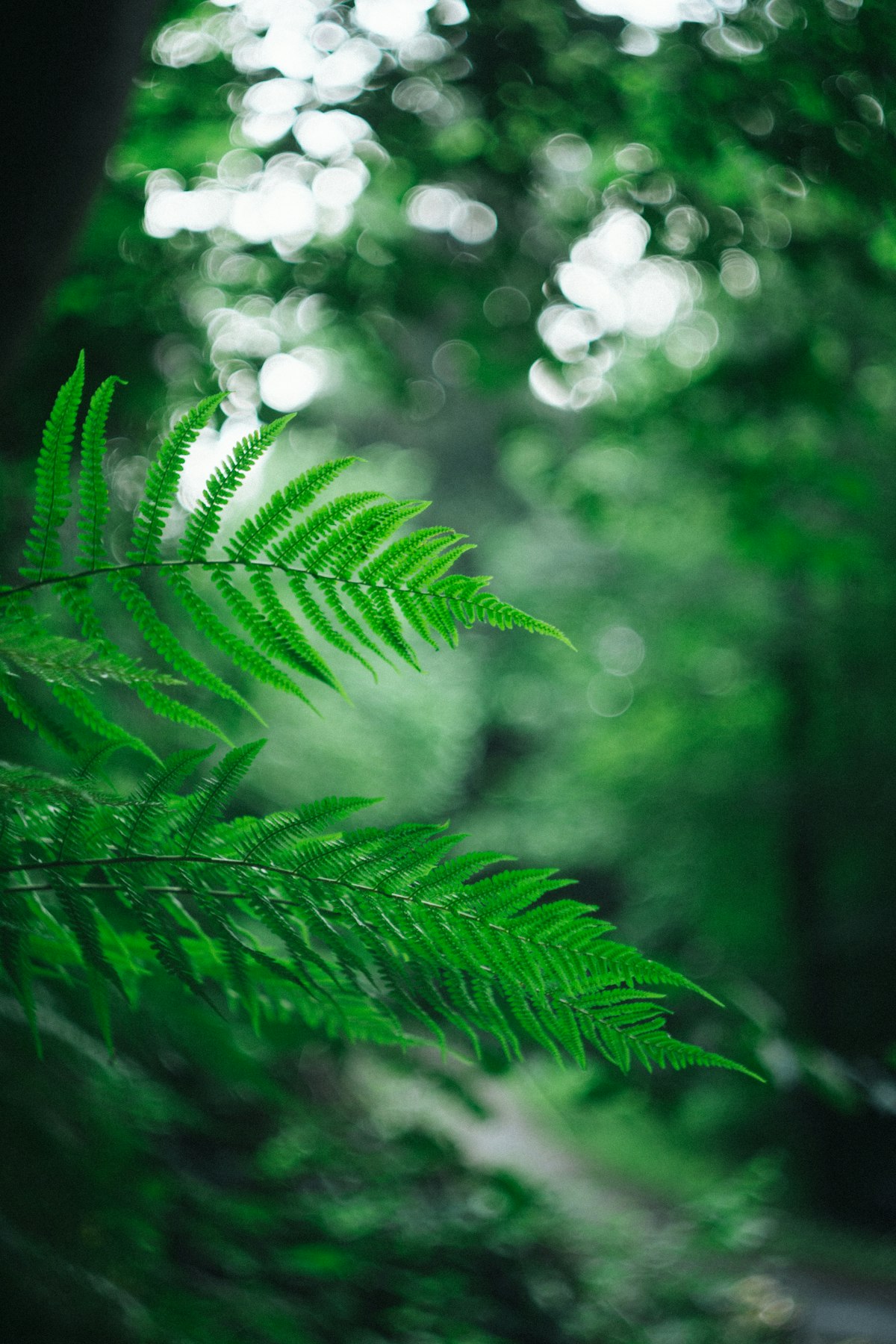 Green fern plant in nature